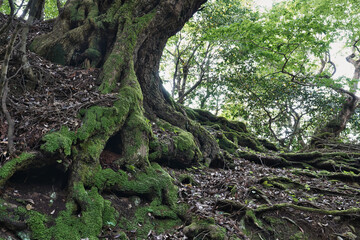 Fototapeta na wymiar 太陽が当たる緑のきれいな苔むした古木のぐねぐねした根の中景