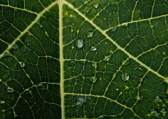 Abstract background of green leaf with natural light