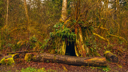 Old-growth tree stump on a BC urban forest trail, artfully decorated by Nature with fern, moss and...