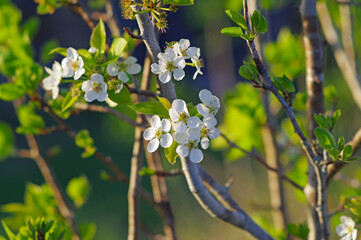 Closeup of blossoming pear tree flowers