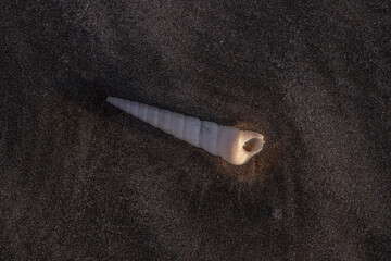Long shaped seashell in wet sand