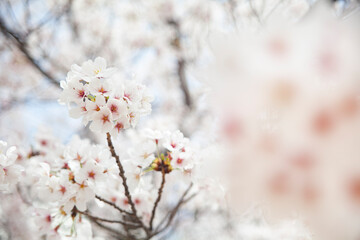 Full bloom of Sakura tree 