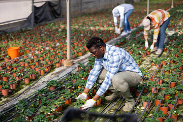 Hardworking african american farmer growing strawberries in a greenhouse puts pots in a row