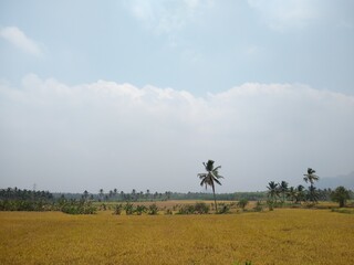 Rice farming, paddy fields in Kanyakumari district, Tamil Nadu