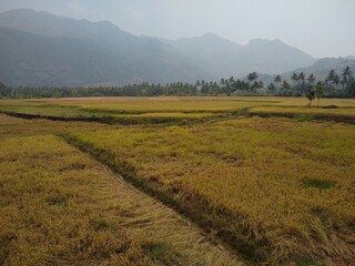 Rice farming, paddy fields in Kanyakumari district, Tamil Nadu