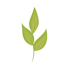 green leaves nature
