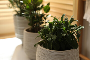 Different potted herbs on wooden table indoors, closeup