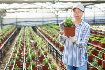 Fototapeta na wymiar European farmer woman, who is growing rosemary in a pot in a greenhouse, carefully examines it