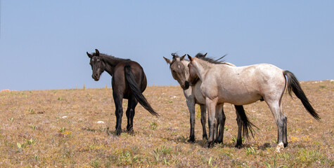 Black and roan wild horses on sloping ridge in the Pryor Mountains wild horse range in Montana United States