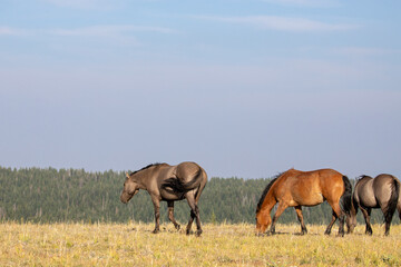 Grulla and bay dun wild horses walking on Sykes ridge in the Pryor Mountains of Wyoming United States