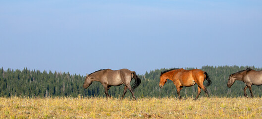 Herd of grulla and bay dun wild horses walking on mountain ridge in the western United States