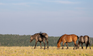 Windblown grulla and bay dun wild horses walking in western United States