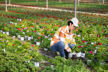 Female farm worker caring for flowers in a greenhouse - obrazy, fototapety, plakaty