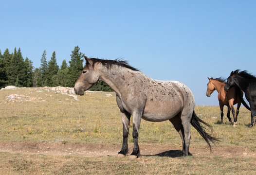 Bay roan stallion wild horse mustang in Montana in the United States