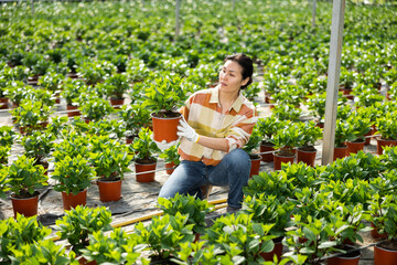 Asian woman farmer working in a greenhouse is engaged in the cultivation of hydrangeas