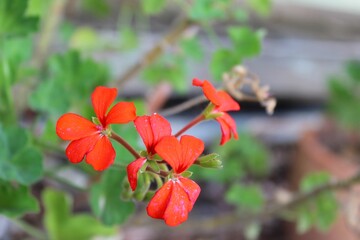 Red flowers