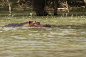 Fototapeta premium 水面を泳ぐカバ