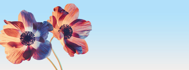 Orange flowers on sunset sky background. Close-up