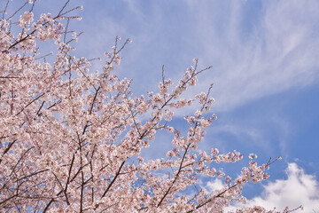 青空と桜