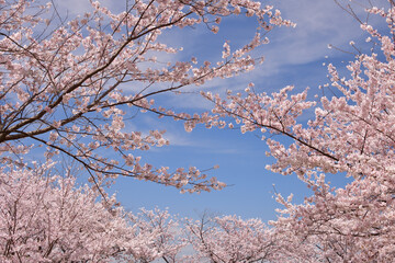 青空と桜