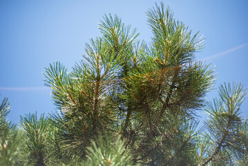 Pine tree on blue sky and sunbeam. Branches of cedar. Evergreen tree.