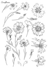 Decorative Cornflower, knapweed vector hand drawn ink illustration isolated on white, line art set flower, bud, leaf doodle sketch, Centaurea botanical black for design herbal tea, cosmetic, medicine