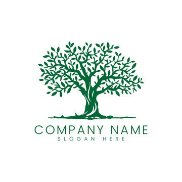 "Old Olive Tree" Images – Browse 138 Stock Photos, Vectors, and Video