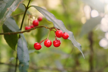 Red Christmas berry, Australian holly, Coral Ardisia, Coral bush, Coralberry, Coralberry tree, Hen's-eyes, Hilo Holly, Spiceberry. Ardisia crenata Sims. Plant in the watershed forest.