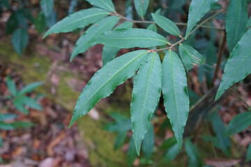 Green leaves of Christmas berry, Australian holly, Coral Ardisia, Coral bush, Coralberry, Coralberry tree, Hen's-eyes, Hilo Holly, Spiceberry. Ardisia crenata Sims. plant in watershed forest.