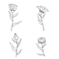 Calendula officinalis flower isolated on white background, botanical hand drawn marigold set, vector illustration line art for design package tea, cosmetic, natural medicine, greeting card, wedding