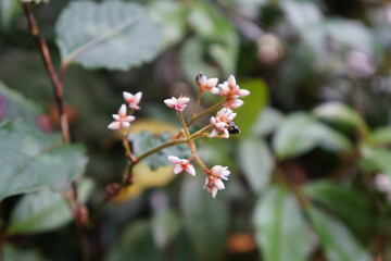 Pink flowers of Persicaria Chinensis are commonly known as creeping smartweed or Chinese knotweed in nature. Plant in the watershed forest.