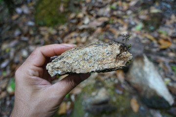 sample a piece of raw biotite genesis rock stone in a hand of a geologist on nature background.