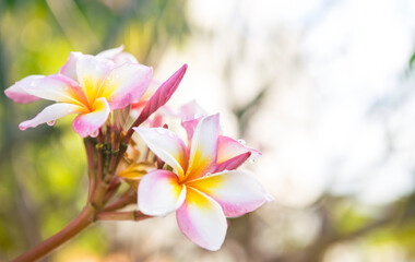 Closeup beautiful Plumeria flower over blurred nature background, welcome spring and summer season, tropical garden