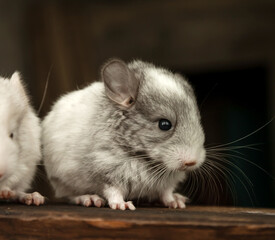 Our little gray chinchilla looks ahead, dark background