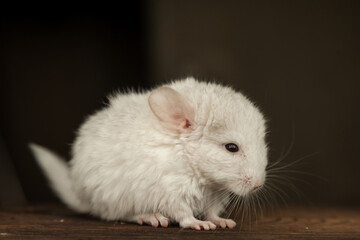 Our little white chinchilla looks ahead, portrait