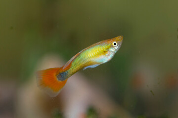 GUPPY- Freshwater aquarium female fish, yellow body and red tale