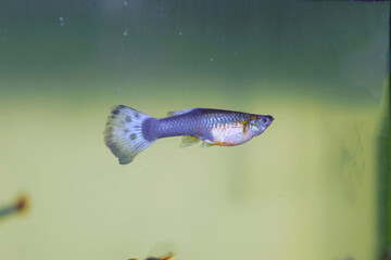Plakat GUPPY-beautiful colorful aquarium freshwater female fish with blue tale. 