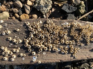 shells on the wood