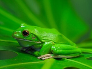 Wonderful dynamic captivating White-lipped Tree Frog in natural beauty.