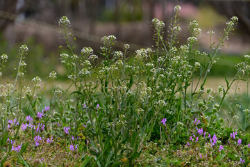 道端に繁ったナズナとホトケノザ