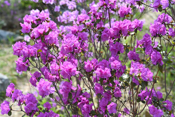 Fototapeta premium Rhododendron mucronulatum growing in Far East of Russia in spring