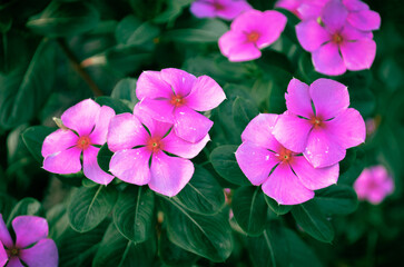 The pink Catharanthus roseus flowers