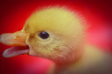 Closeup view of Baby duck with red background
