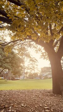 Sunset through a tree in Autumn 