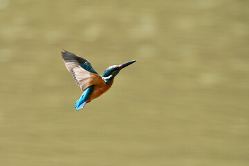 kingfisher in the pond