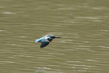 Fototapeta na wymiar kingfisher in the pond
