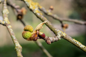 Close-up of plane tree buds in spring