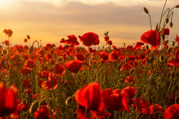 Foto auf Leinwand Mohnfeld in voller Blüte gegen Sonnenlicht. Feld von roten Mohnblumen gegen den Sonnenunterganghimmel. Remembrance Day, Memorial Day, Anzac Day in Neuseeland, Australien, Kanada und Großbritannien. Waffenstillstandskonzept. © Volodymyr