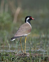 Red-wattled Lapwing
