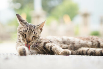 屋外でリラックスする猫